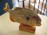 piranha, piranhas